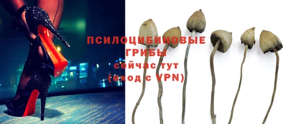 прущие грибы Абаза